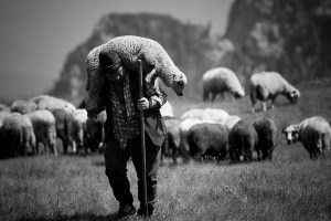 shepherdcarrysheep4