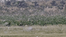 Locust gif