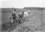 ploughing with a mule