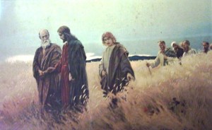 jesus-the-grain-field